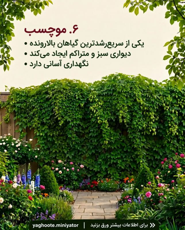 معرفی چندین بالارونده و پیچک که حصار و دیوار شما را سریع می پوشانند