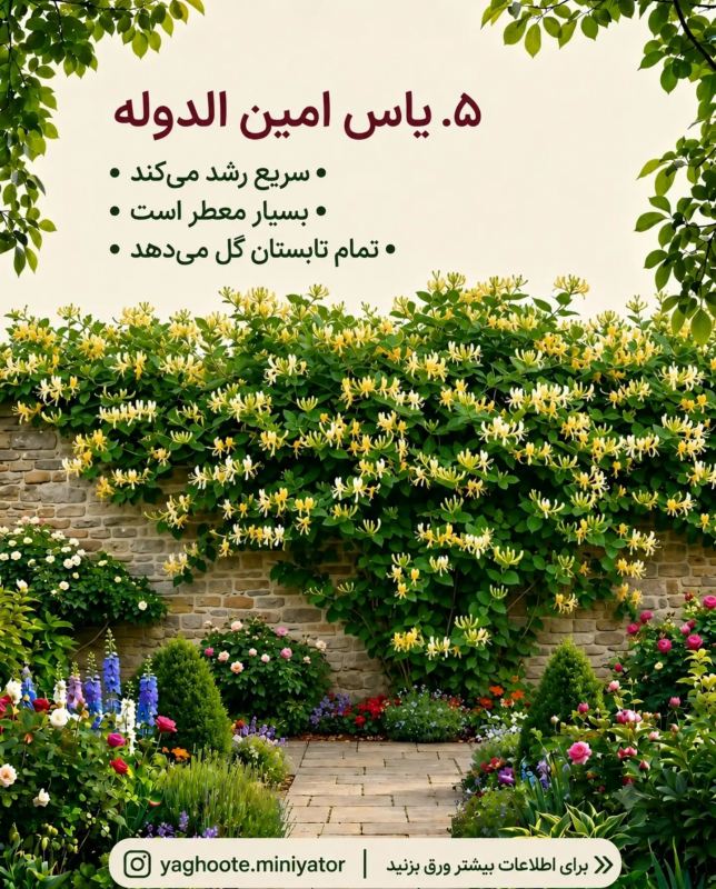 معرفی چندین بالارونده و پیچک که حصار و دیوار شما را سریع می پوشانند