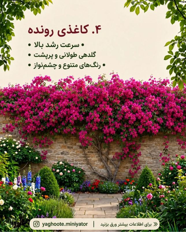 معرفی چندین بالارونده و پیچک که حصار و دیوار شما را سریع می پوشانند