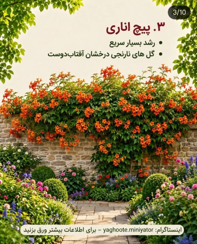 معرفی چندین بالارونده و پیچک که حصار و دیوار شما را سریع می پوشانند