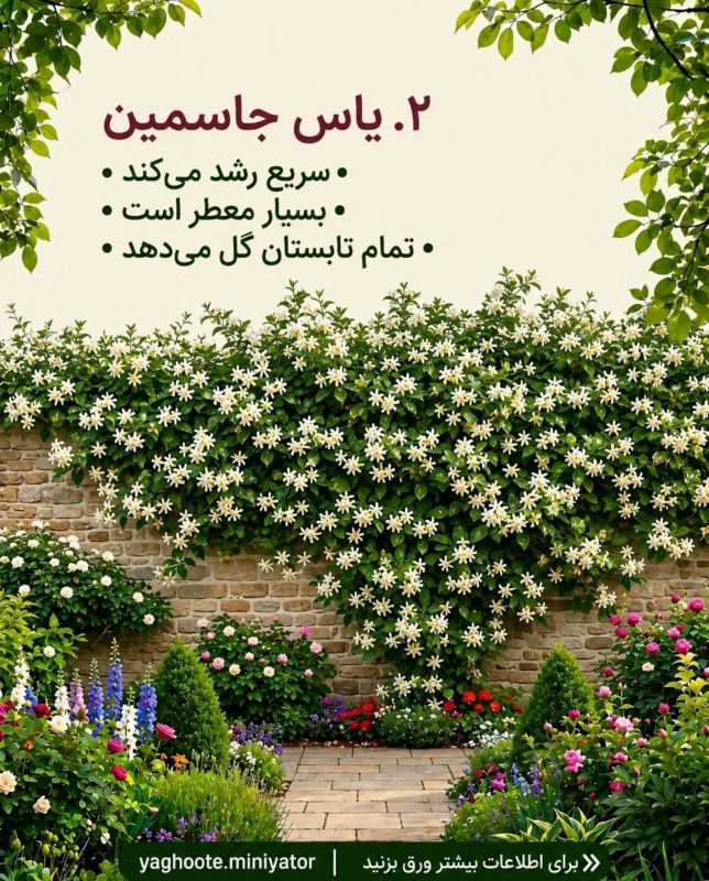 معرفی چندین بالارونده و پیچک که حصار و دیوار شما را سریع می پوشانند