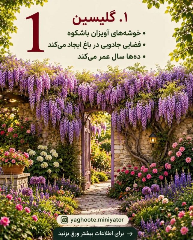 معرفی چندین بالارونده و پیچک که حصار و دیوار شما را سریع می پوشانند
