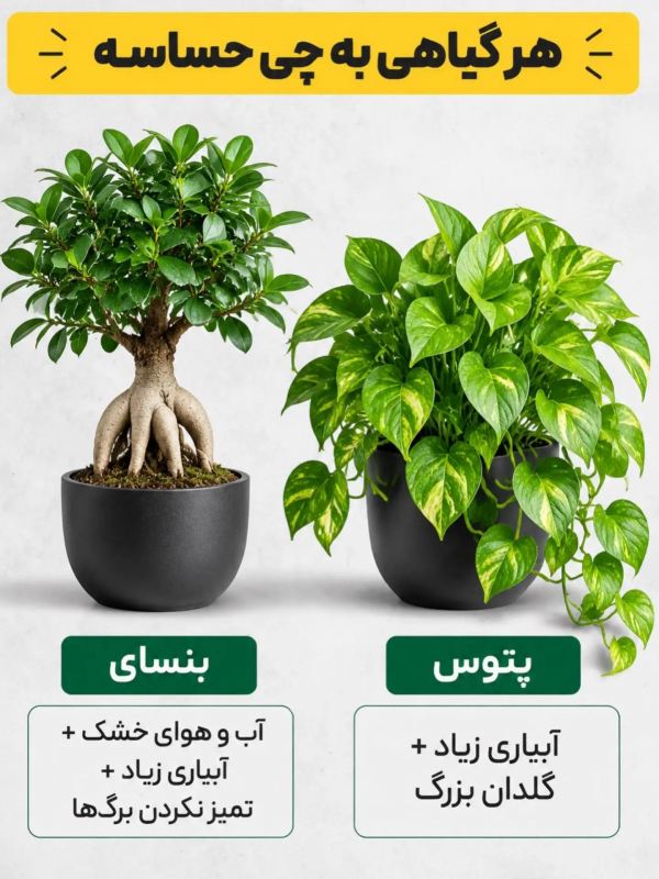 هر گیاهی به چی حساسه ؟؟