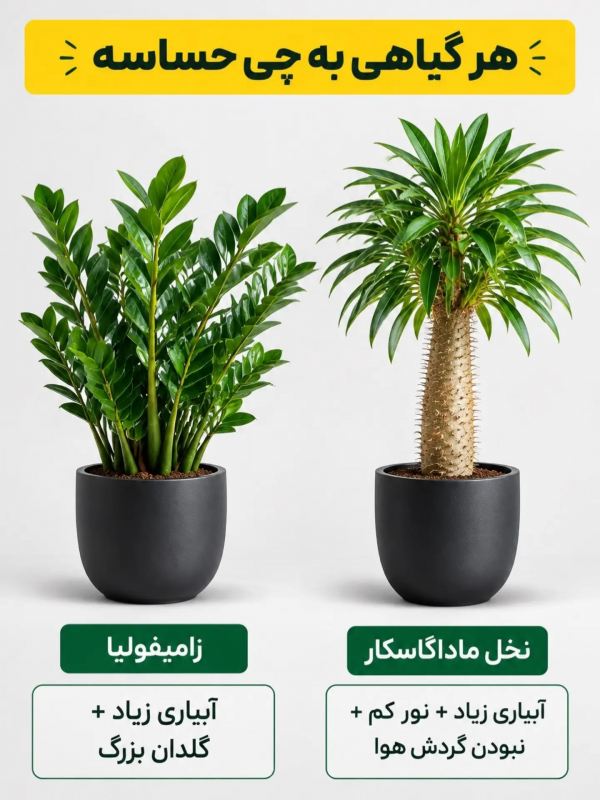 هر گیاهی به چی حساسه ؟؟