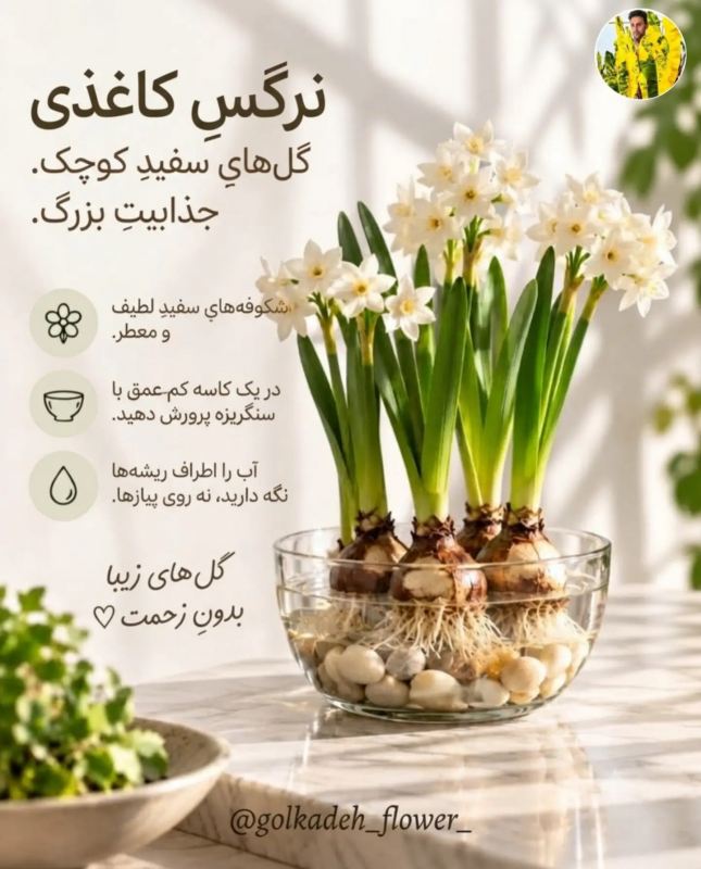 پیاز گل هایی که می توانید به راحتی در آب پرروش دهید