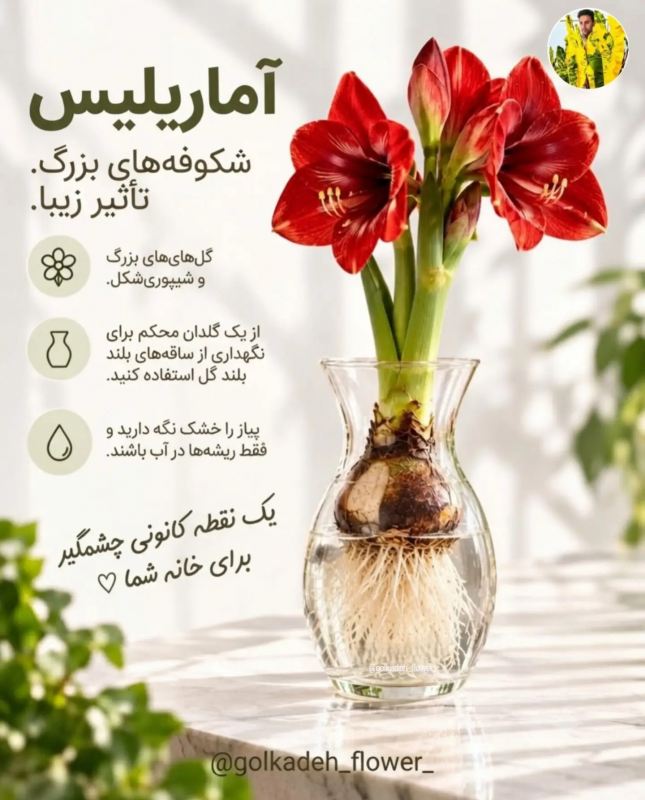 پیاز گل هایی که می توانید به راحتی در آب پرروش دهید
