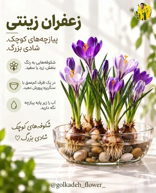 پیاز گل هایی که می توانید به راحتی در آب پرروش دهید