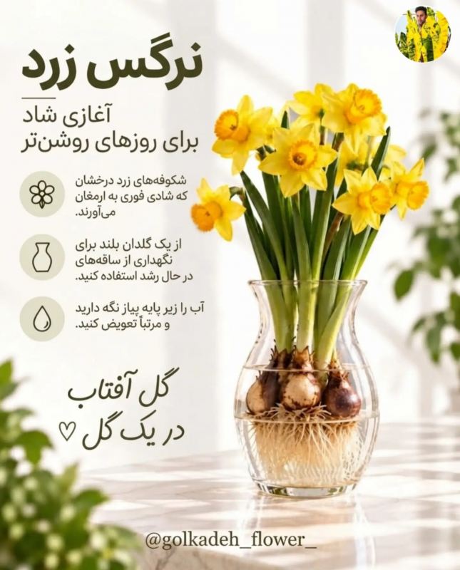 پیاز گل هایی که می توانید به راحتی در آب پرروش دهید