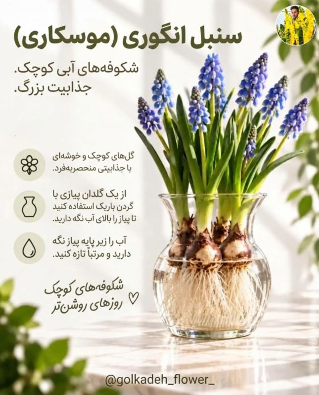 پیاز گل هایی که می توانید به راحتی در آب پرروش دهید