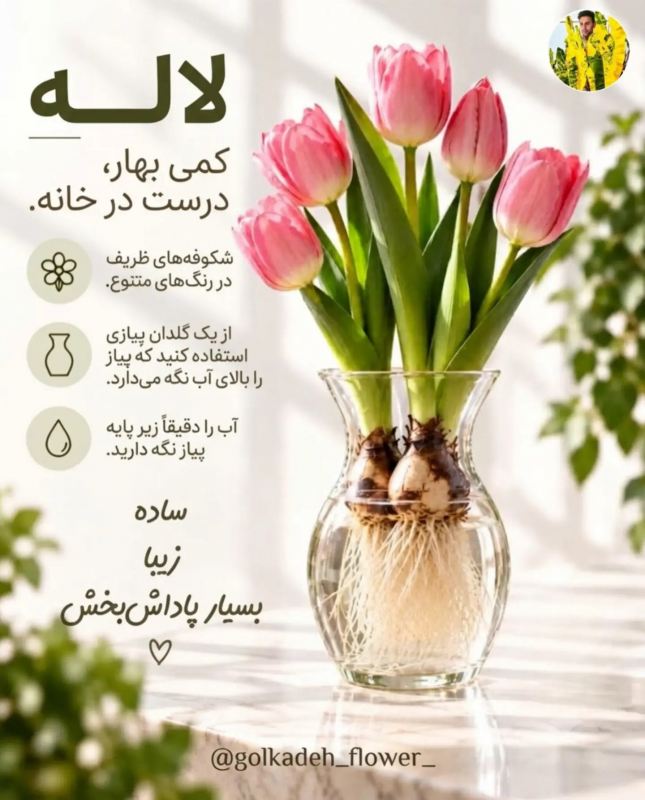 پیاز گل هایی که می توانید به راحتی در آب پرروش دهید