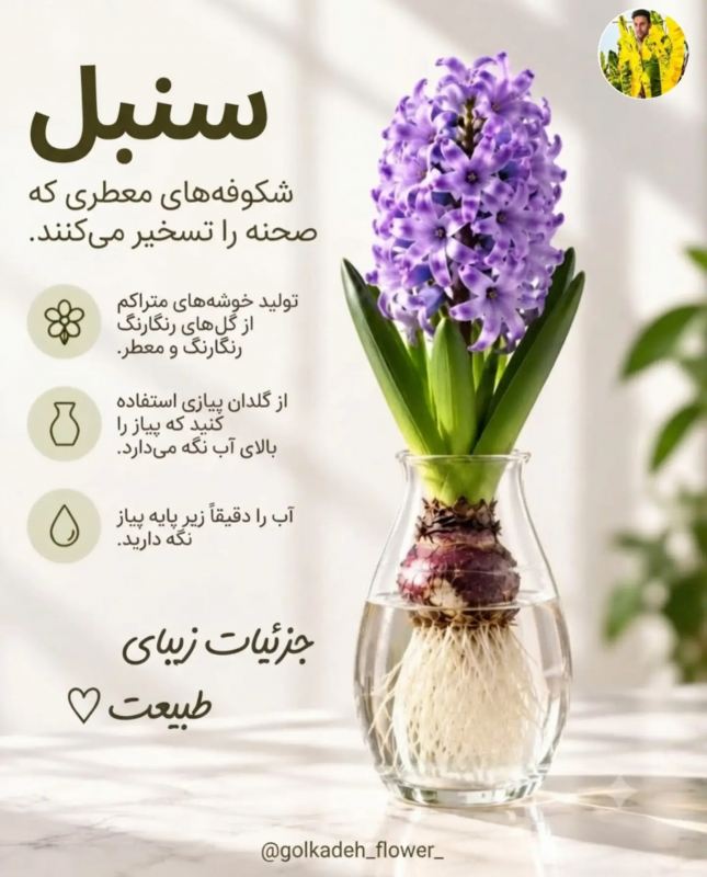 پیاز گل هایی که می توانید به راحتی در آب پرروش دهید