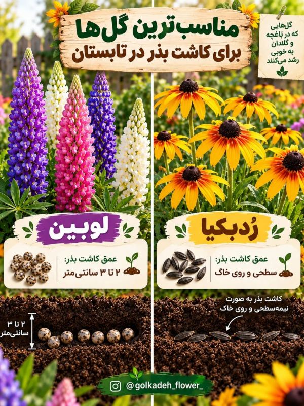این گل ها را در پاییز بکارید تا باغچه تان در بهار شکوفا شود