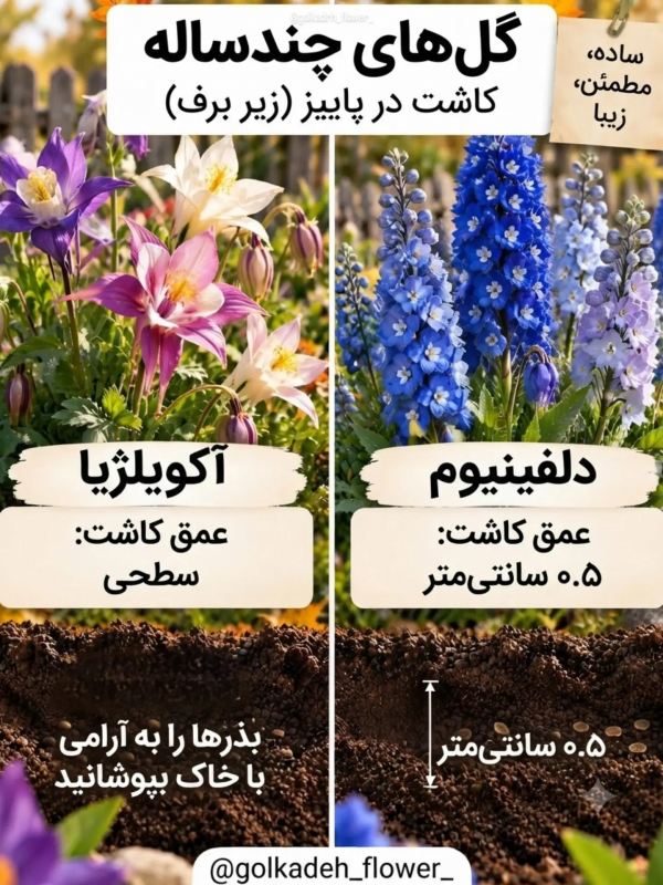 این گل ها را در پاییز بکارید تا باغچه تان در بهار شکوفا شود