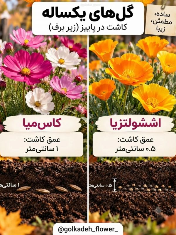این گل ها را در پاییز بکارید تا باغچه تان در بهار شکوفا شود