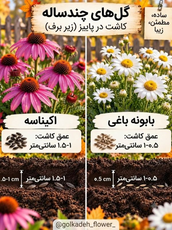 این گل ها را در پاییز بکارید تا باغچه تان در بهار شکوفا شود