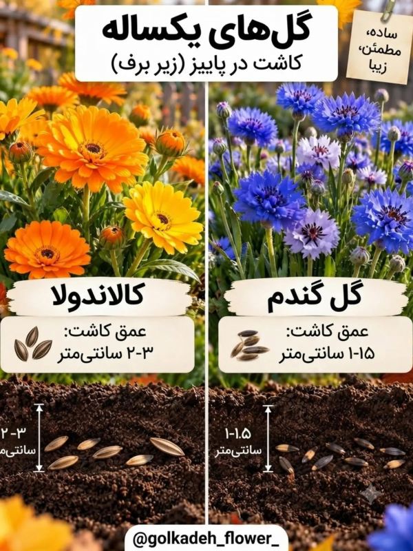 این گل ها را در پاییز بکارید تا باغچه تان در بهار شکوفا شود