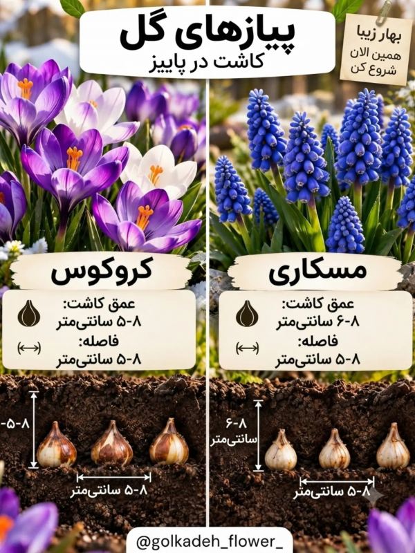 این گل ها را در پاییز بکارید تا باغچه تان در بهار شکوفا شود