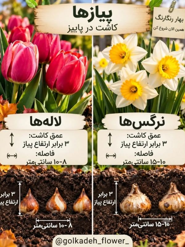 این گل ها را در پاییز بکارید تا باغچه تان در بهار شکوفا شود