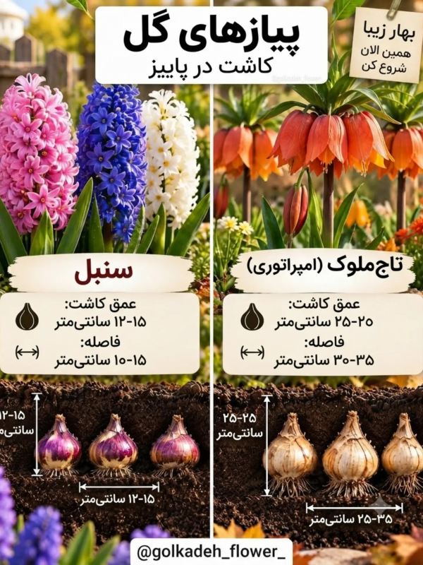 این گل ها را در پاییز بکارید تا باغچه تان در بهار شکوفا شود