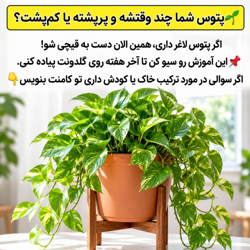 راز تکثیر پتوس پرپشت: ترفند داشتن گلدان انفجاری و پرپشت