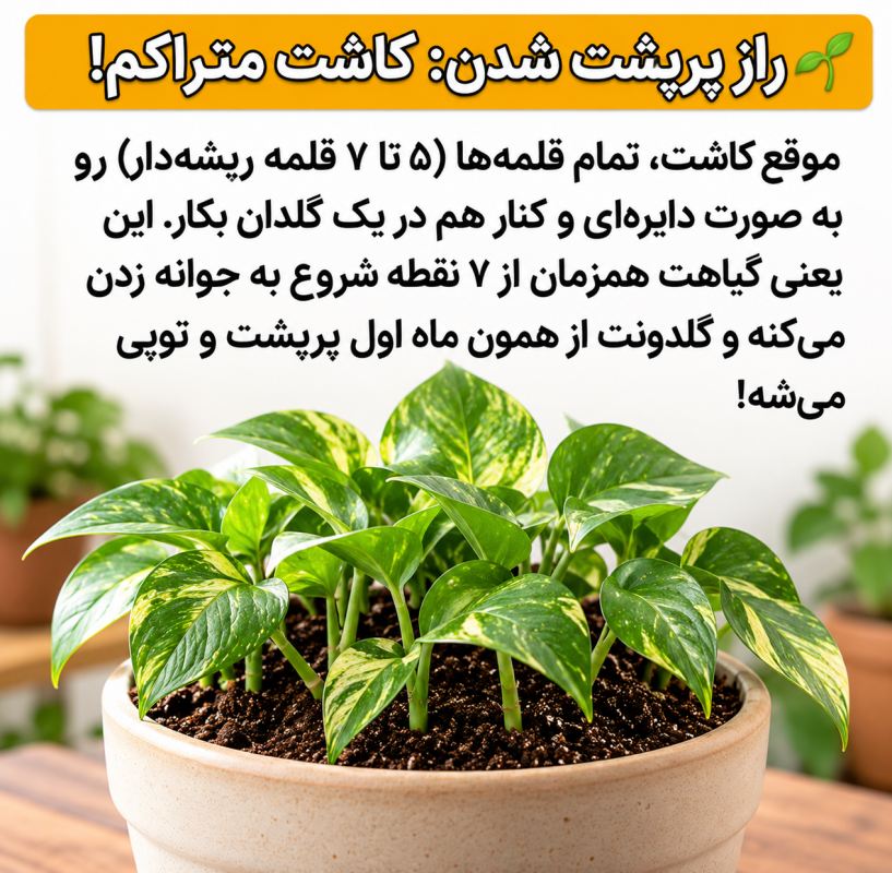 راز تکثیر پتوس پرپشت: ترفند داشتن گلدان انفجاری و پرپشت
