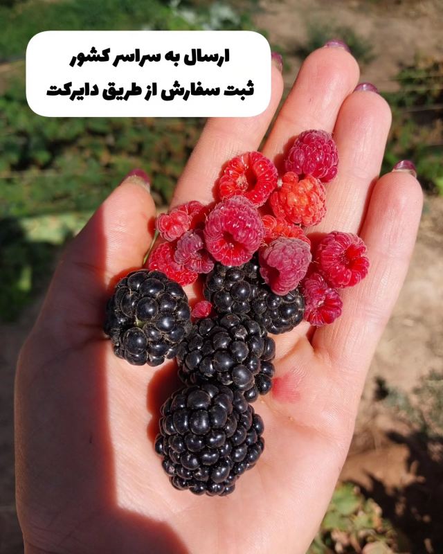 ۶ نهال میوه مناسب گلدان که هم زیبا هستند و هم محصول می دهند