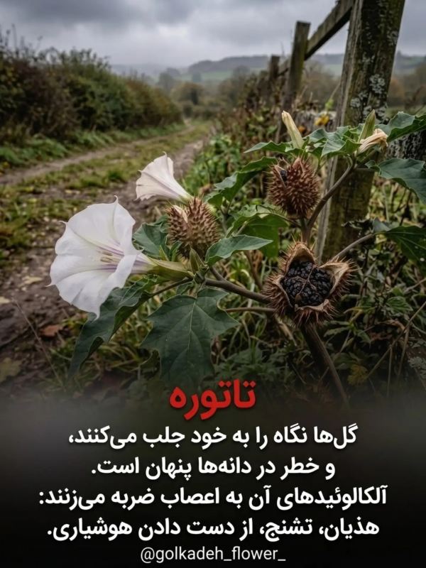 خطرناک ترین گیاهانی که نباید به آنها دست زد !!