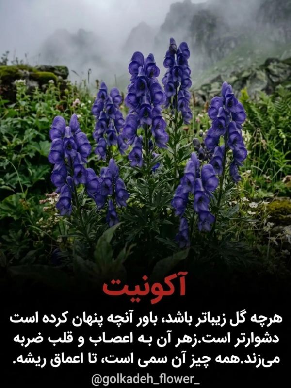 خطرناک ترین گیاهانی که نباید به آنها دست زد !!