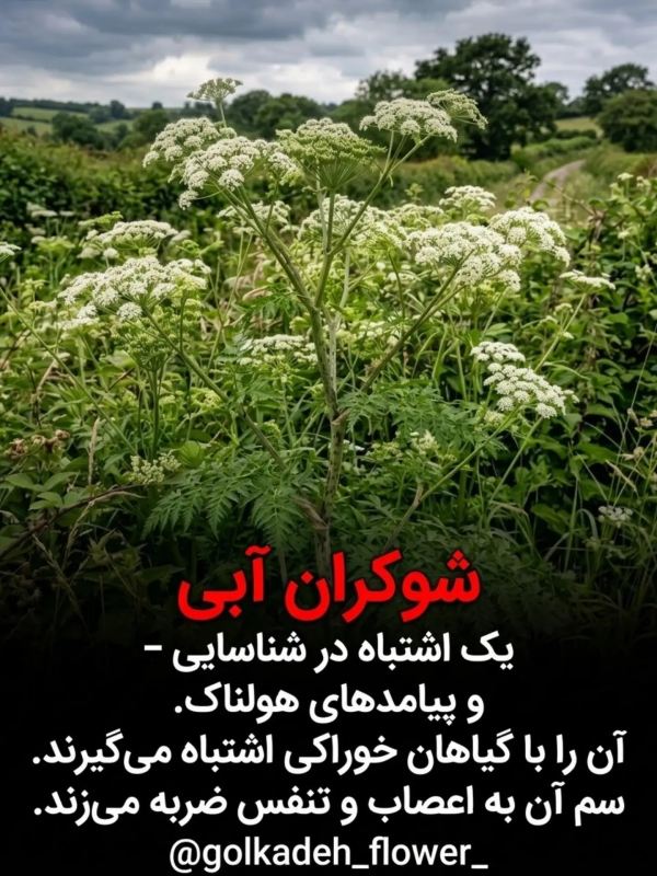 خطرناک ترین گیاهانی که نباید به آنها دست زد !!