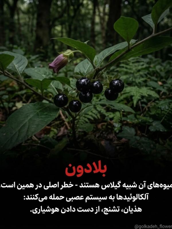 خطرناک ترین گیاهانی که نباید به آنها دست زد !!