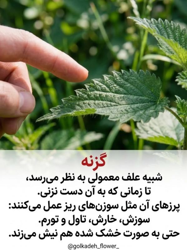 خطرناک ترین گیاهانی که نباید به آنها دست زد !!