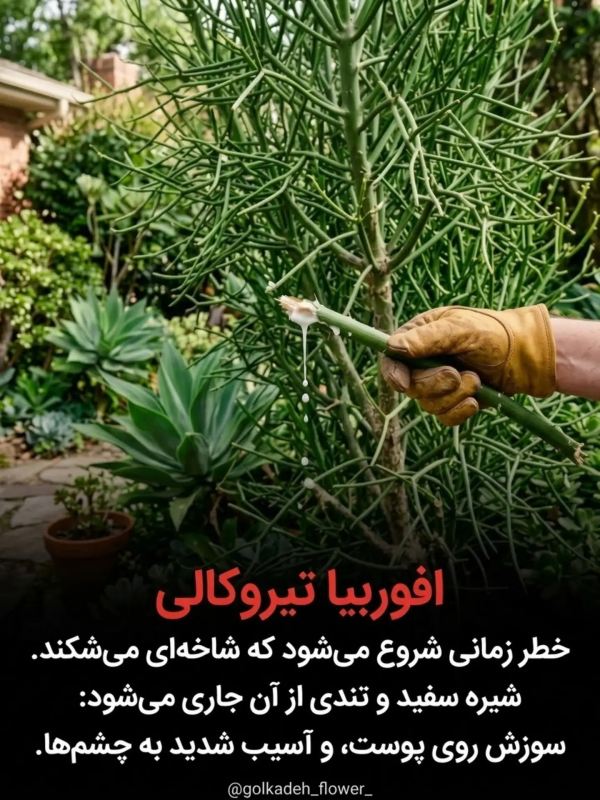 خطرناک ترین گیاهانی که نباید به آنها دست زد !!
