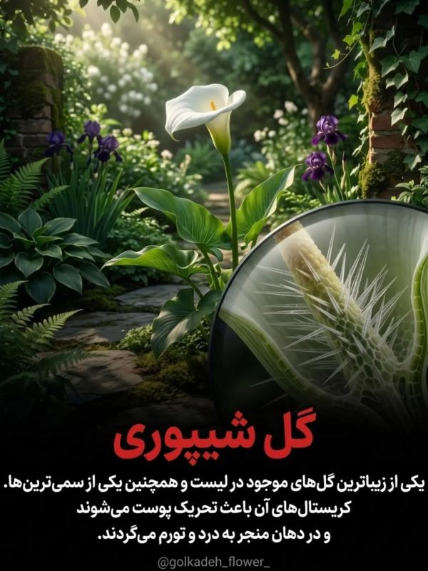 خطرناک ترین گیاهانی که نباید به آنها دست زد !!