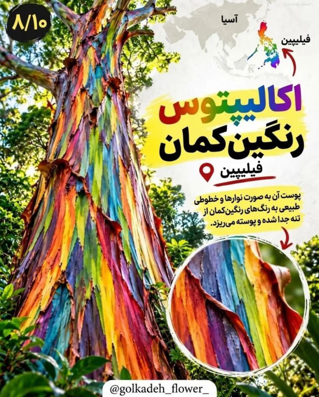 ۹ گیاه عجیب جهان که باور نمی کنید واقعی باشند! از گل میمون تا گیاه گوشت خوار