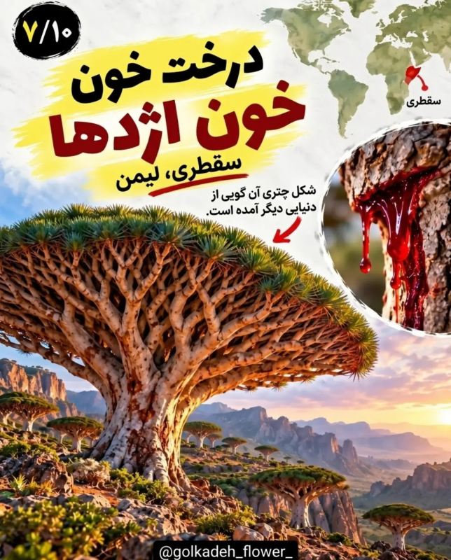 ۹ گیاه عجیب جهان که باور نمی کنید واقعی باشند! از گل میمون تا گیاه گوشت خوار
