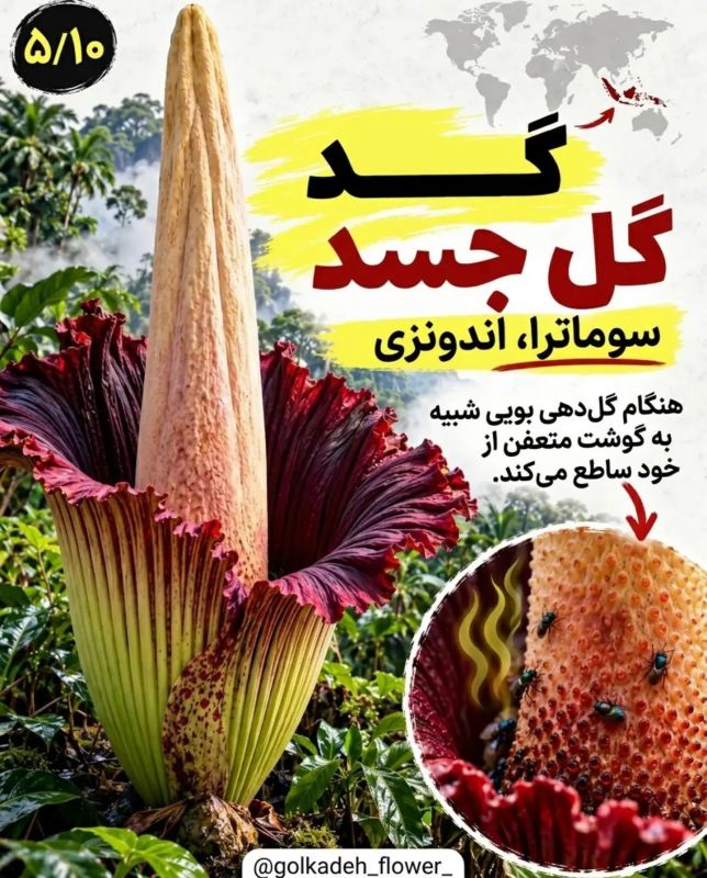۹ گیاه عجیب جهان که باور نمی کنید واقعی باشند! از گل میمون تا گیاه گوشت خوار