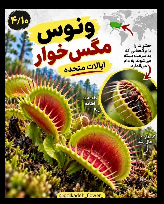 ۹ گیاه عجیب جهان که باور نمی کنید واقعی باشند! از گل میمون تا گیاه گوشت خوار