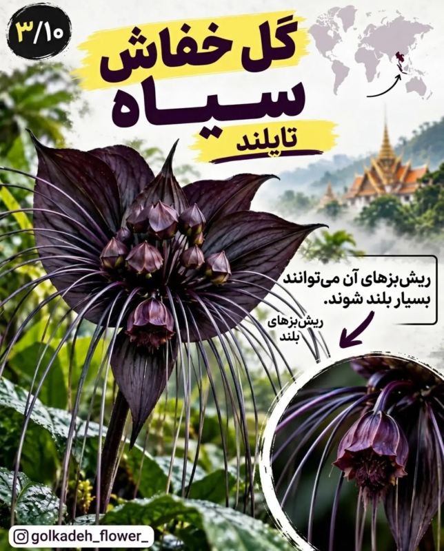 ۹ گیاه عجیب جهان که باور نمی کنید واقعی باشند! از گل میمون تا گیاه گوشت خوار