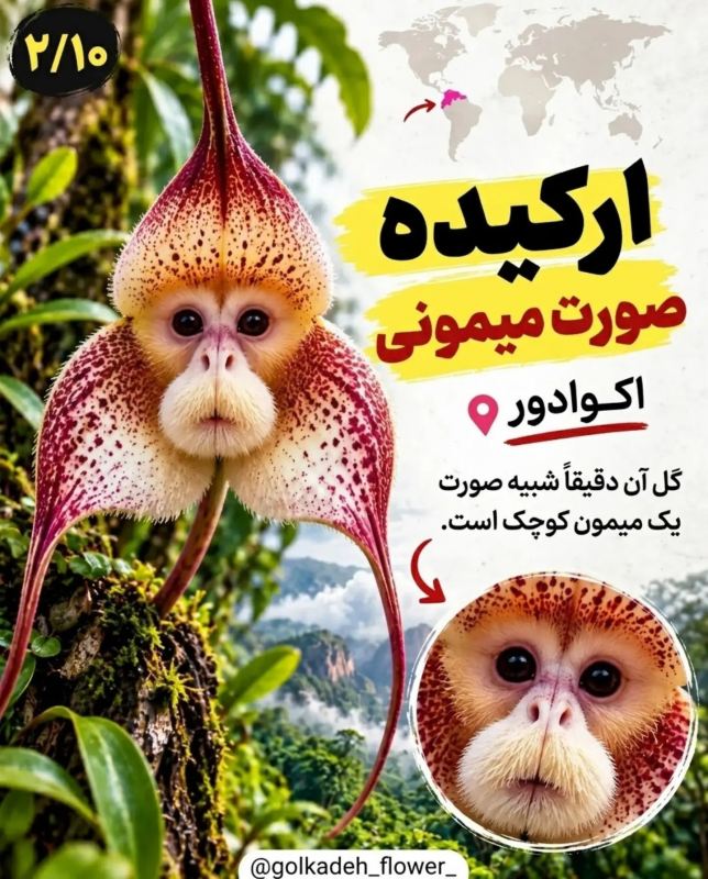 ۹ گیاه عجیب جهان که باور نمی کنید واقعی باشند! از گل میمون تا گیاه گوشت خوار