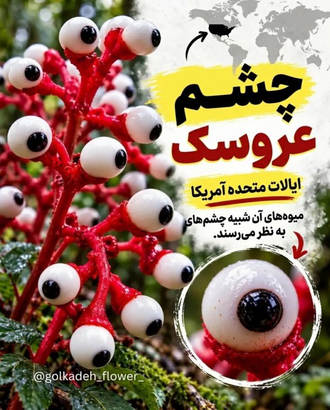 ۹ گیاه عجیب جهان که باور نمی کنید واقعی باشند! از گل میمون تا گیاه گوشت خوار