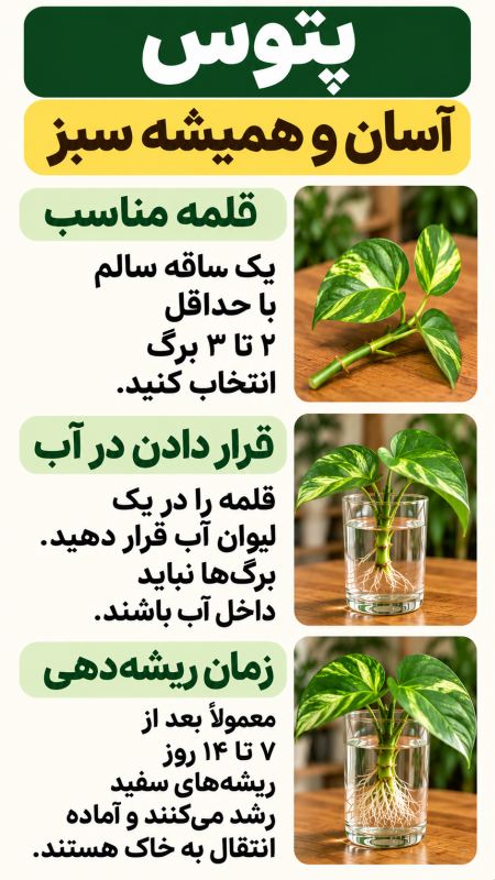 ۷ گیاه زیبا برای نگهداری در آب (مناسب تزیین خانه) راهنمای ساده نگهداری در آب