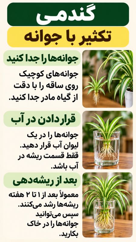 ۷ گیاه زیبا برای نگهداری در آب (مناسب تزیین خانه) راهنمای ساده نگهداری در آب