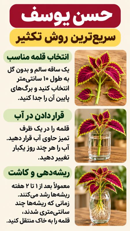 ۷ گیاه زیبا برای نگهداری در آب (مناسب تزیین خانه) راهنمای ساده نگهداری در آب