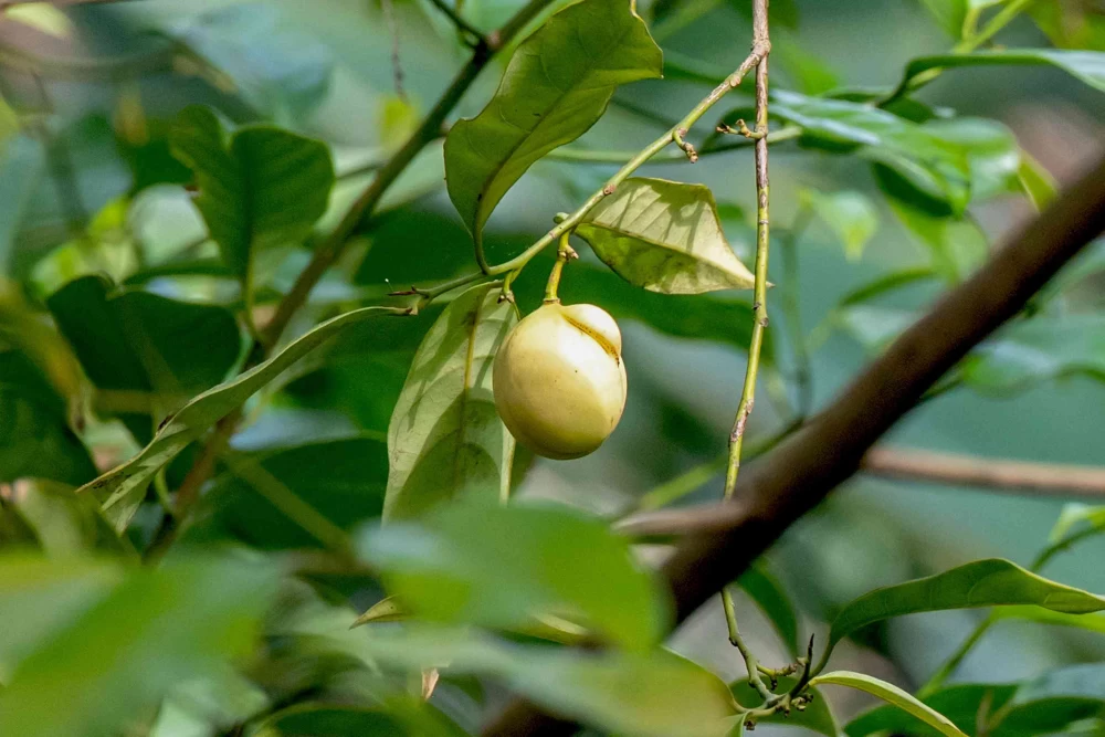  نگهداری جوزبویا