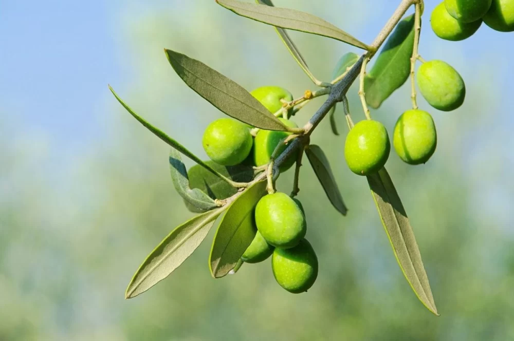 درخت زیتون