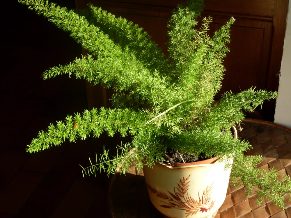 گل شویدی دم روباهی