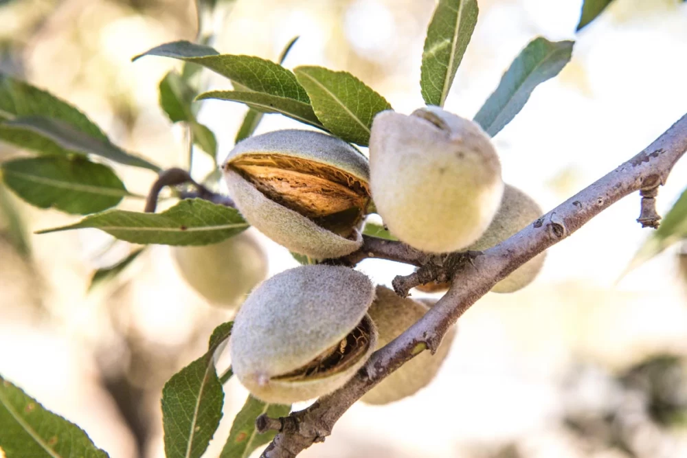 کاربردهای چغاله بادام