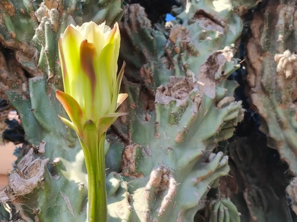  کاکتوس صخره ای