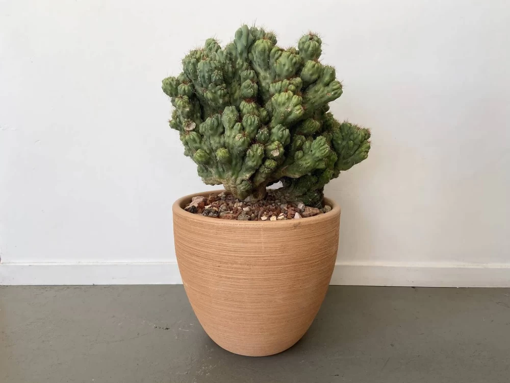 نگهداری کاکتوس صخره ای