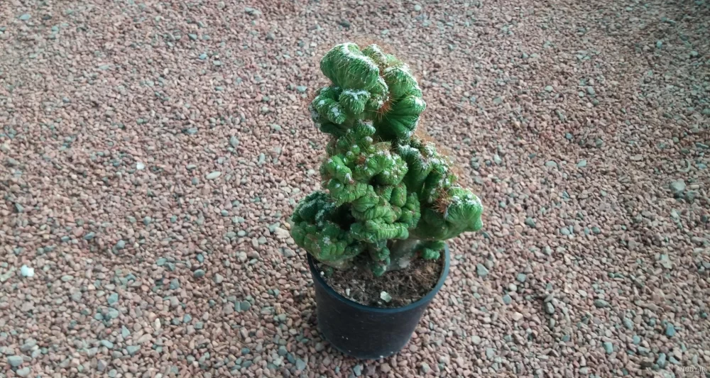 بیماری های رایج کاکتوس صخره ای